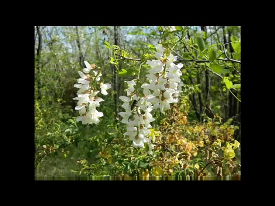 Emisiunea Radio-Tv Arthis din 08.04.2016/P1/ro.