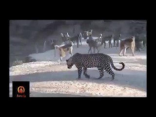 Animals Fight - OMG - Monkey attack on leopard