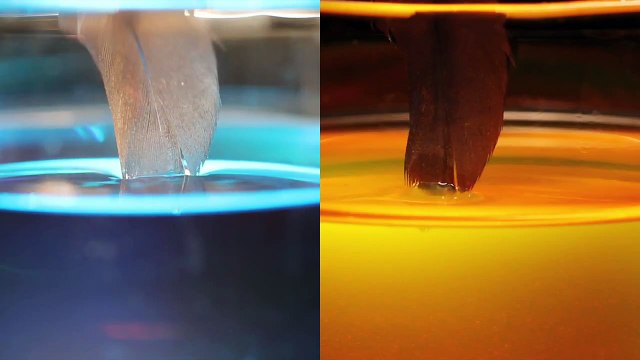 African Darter Wing Feather Immersed in Water and Oil