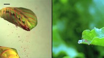 Raindrops splash down on leaves, spread pathogens among plants