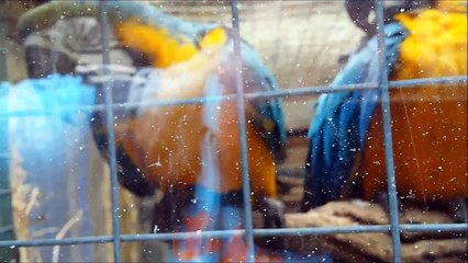 Talking Parrots at Beaver World