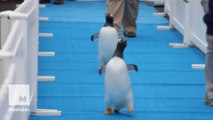 Penguins look fly strutting their stuff down the blue carpet at Detroit Zoo