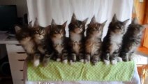 Synchronized Head Bobbing Kittens