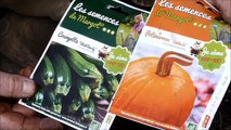 Semis de Courgette et de Potimarron Bio -  Les Semences de Margot