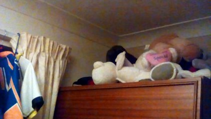 Cute cat hiding in toys