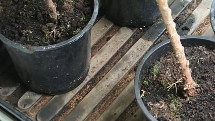 Deha Fidancılık - Limoni Servi