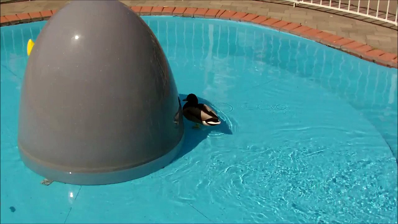 Peppa Pig ducks meet real ducks at Peppa Pig World at Paultons Park