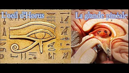 POURQUOI ET COMMENT ON NOUS EMPÊCHE D’UTILISER NOTRE GLANDE PINÉALE