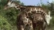 Amazing Video of Giraffe Giving Birth | Animal Documentary