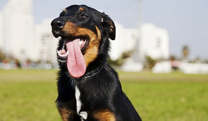 Arkadaşını Arabanın Ezmesine İzin Vermeyen Kahraman Köpek