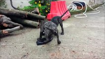 Perros de Presa Canarios puppies 10 weeks