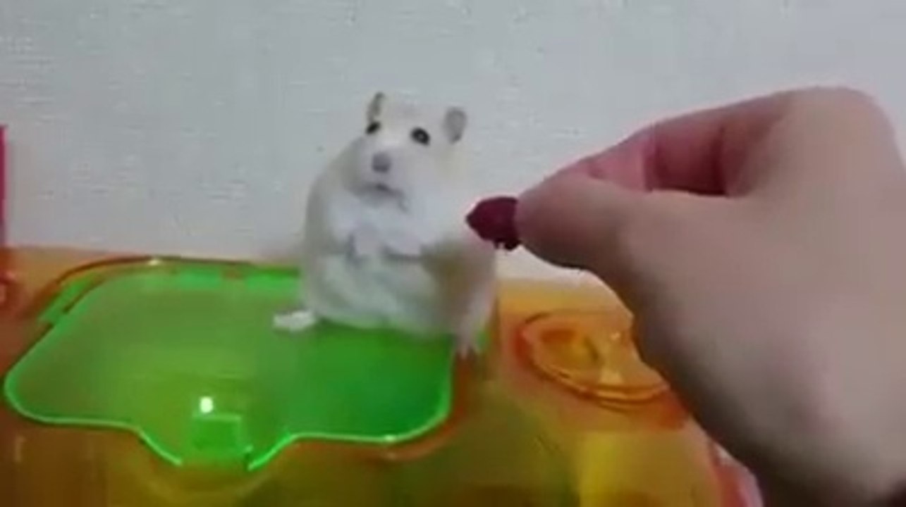 A hamster acting like a frustrated human baby ! hhh