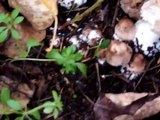 Mushrooms, mushrooms and more mushrooms!  An update