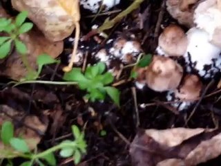 Mushrooms, mushrooms and more mushrooms!  An update
