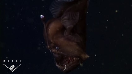 The anglerfish: The original approach to deep-sea fishing