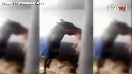 Sahibi aç bıraktığı atı sabah bu halde bulmuş.Hayvanlardan öğreneceğimiz çok şey var...