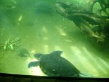 Turtles-Toronto Zoo