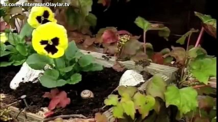 Böcekleri öldürmeden yakalayıp dışarıya atın