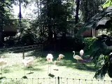 Flamingos