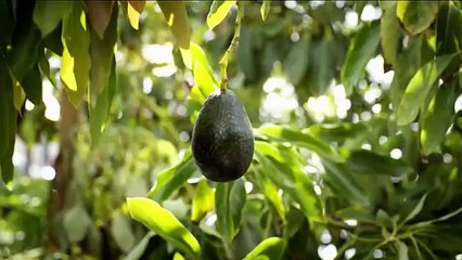 McDonalds Guacamole Sandwiches TV Spot An Avocados Journey   iSpottv (Comic FULL HD 720P)