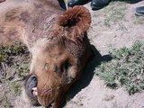Lions not killed by warthogs