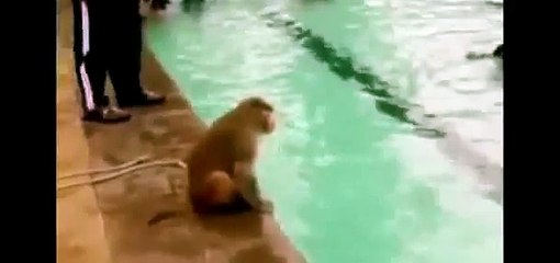 Monkey takes a dip in Mumbai pool
