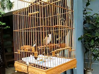 chao mao 9 diem Duy hoian 1.avi