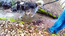 Huskies in the Forest  [Husky-Trekking- Adrenalintours]