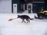 Mira cómo este perro ayuda a que esta maquinaria pase por la nieve