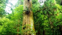 三重県の巨樹・巨木　矢頭の大杉
