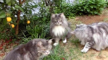 Maine Coon Cats  3 + 1