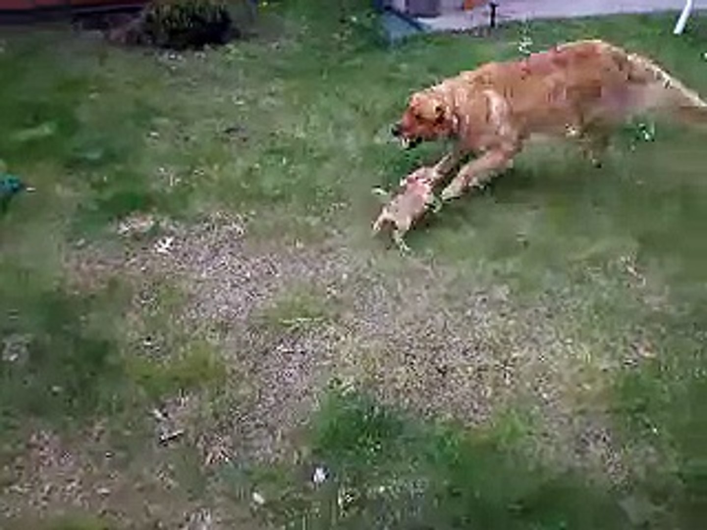 Puggle vs. Golden Retriever