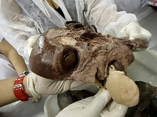 Practical Anatomy Class