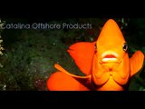 Sea Urchin Diving - California Uni Sushi