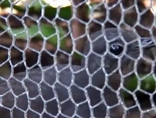 C.A-Duyduğu Sesleri Taklit Eden Kuş