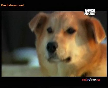 Deadliest 13th January 2015 Video Watch Online pt3