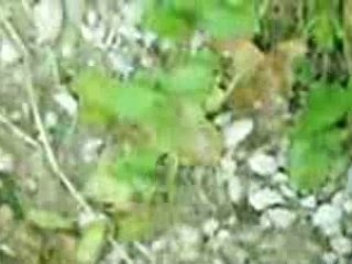 J'ai trouvé à Nieppe les cailloux de Samuel Beckett