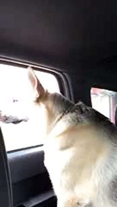 Adam Levine & Maroon 5's Animals by Shelby the German Shepherd