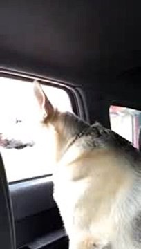 Adam Levine & Maroon 5's Animals by Shelby the German Shepherd