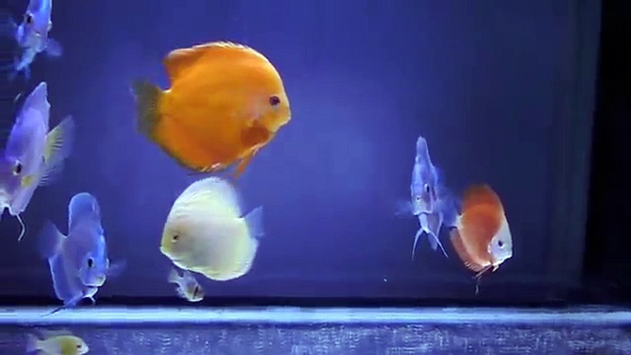 isda5