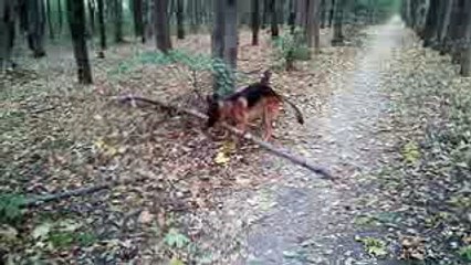 German Shepherd Breaks And Grabs Large Tree Branch