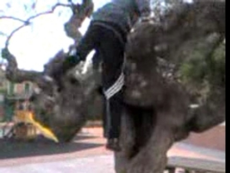 Arbre a keke