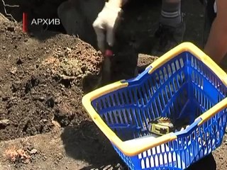 Краеведческому музею подарили останки дракона