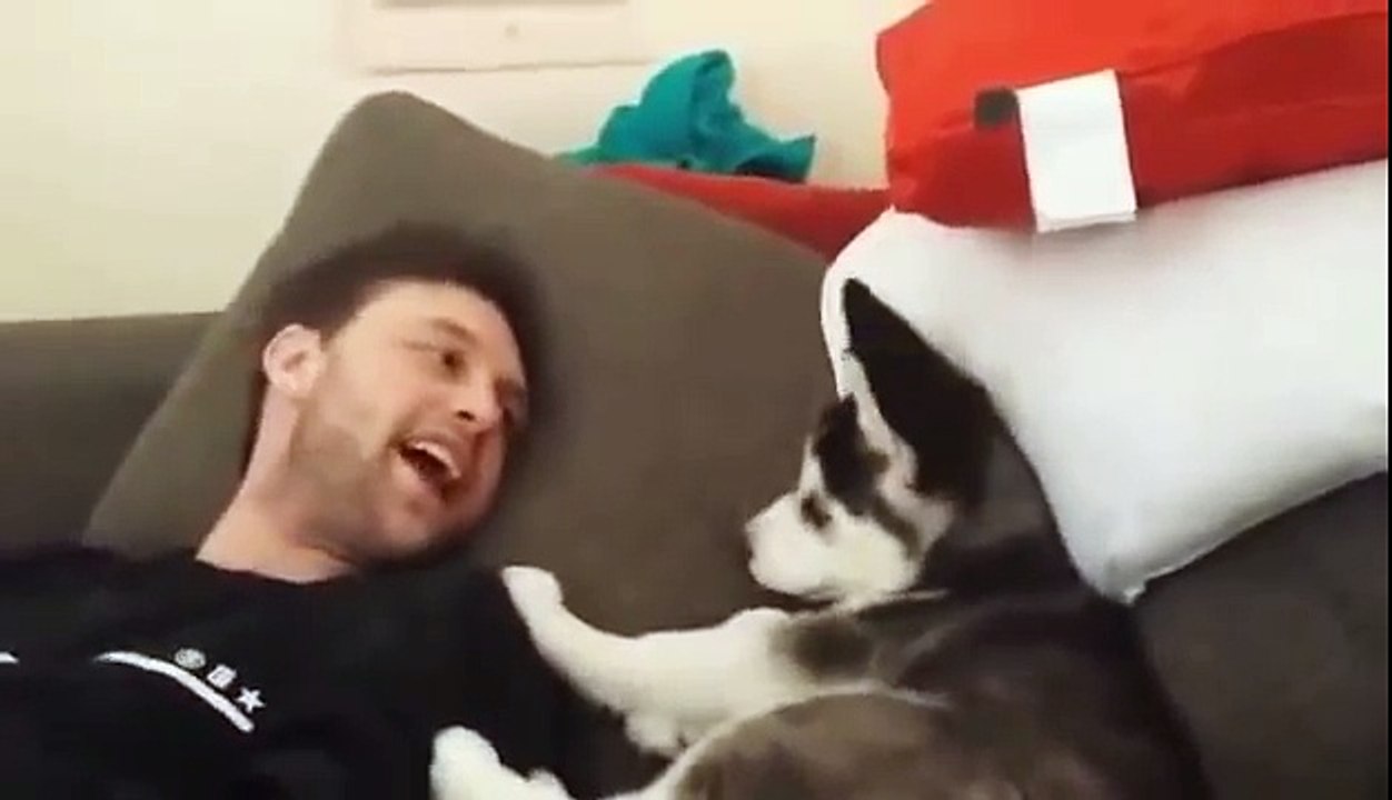Husky puppy argues w/ Aaron D-Boyy Dissell & Puts foot in mouth (3Million FB Views)