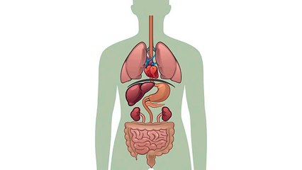 What happens to your body when you fast
