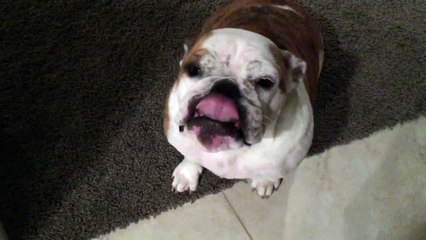 Ashamed bulldog