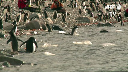 A ameaça ‘krill’