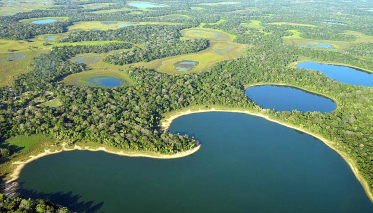 Brasil Selvagem: Pantanal [Dublado] Documentário National Geographic [HD]