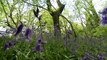 Springwatch 2013: Bluebells and ancient woods in Staffordshire