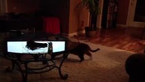 My dog and cat throwing down
